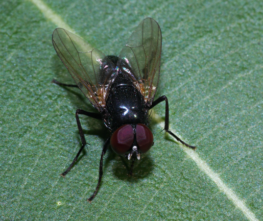 black garbage fly