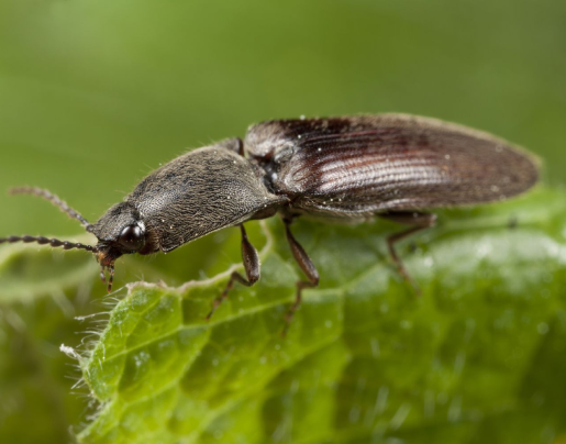 click beetle