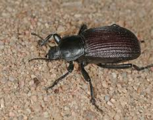 ground beetle