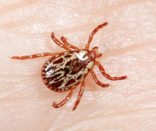 pacific coast tick